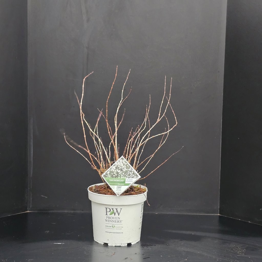 Deutzia Yuki Snowflake, D 26