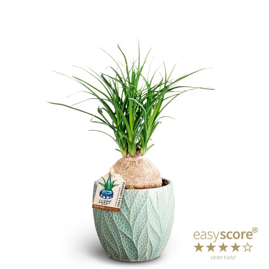 BEAUCARNEA RECURVATA 40903035 Leaf Ocean Beaucarnea, D 10 cm