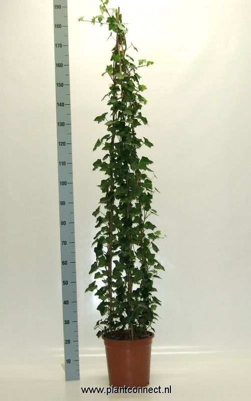 Hedera hibernica 3 stokken, 12 stekken (kopie), D 27