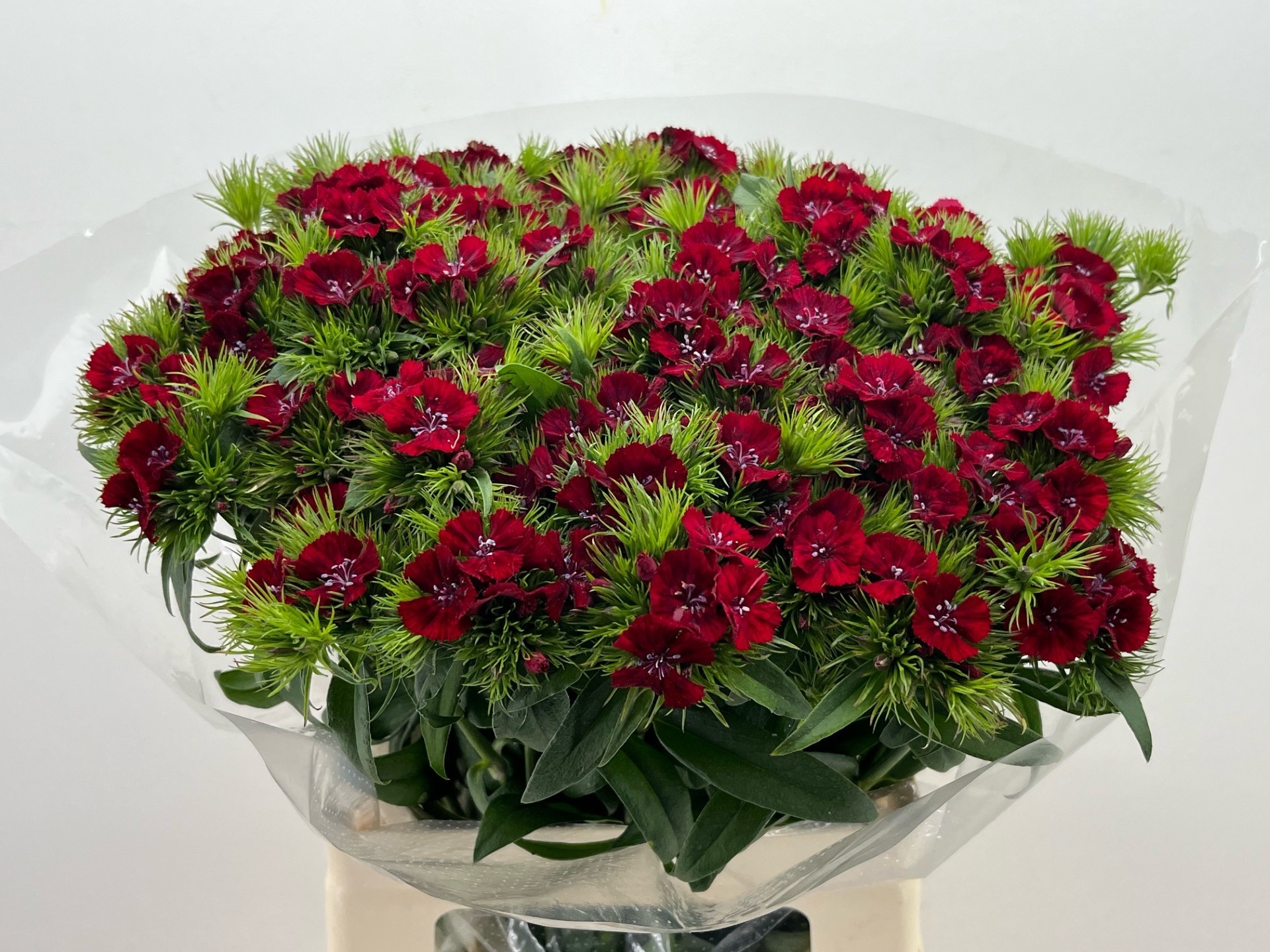 Диантус Барбатус Свит Вилл Рэд 60, шт.