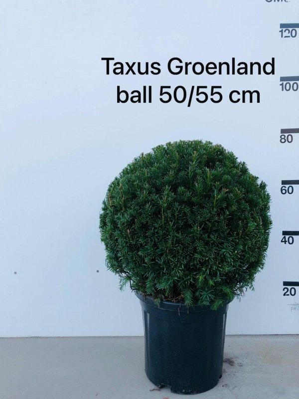 Taxus media 'Groenland', bol, D 40