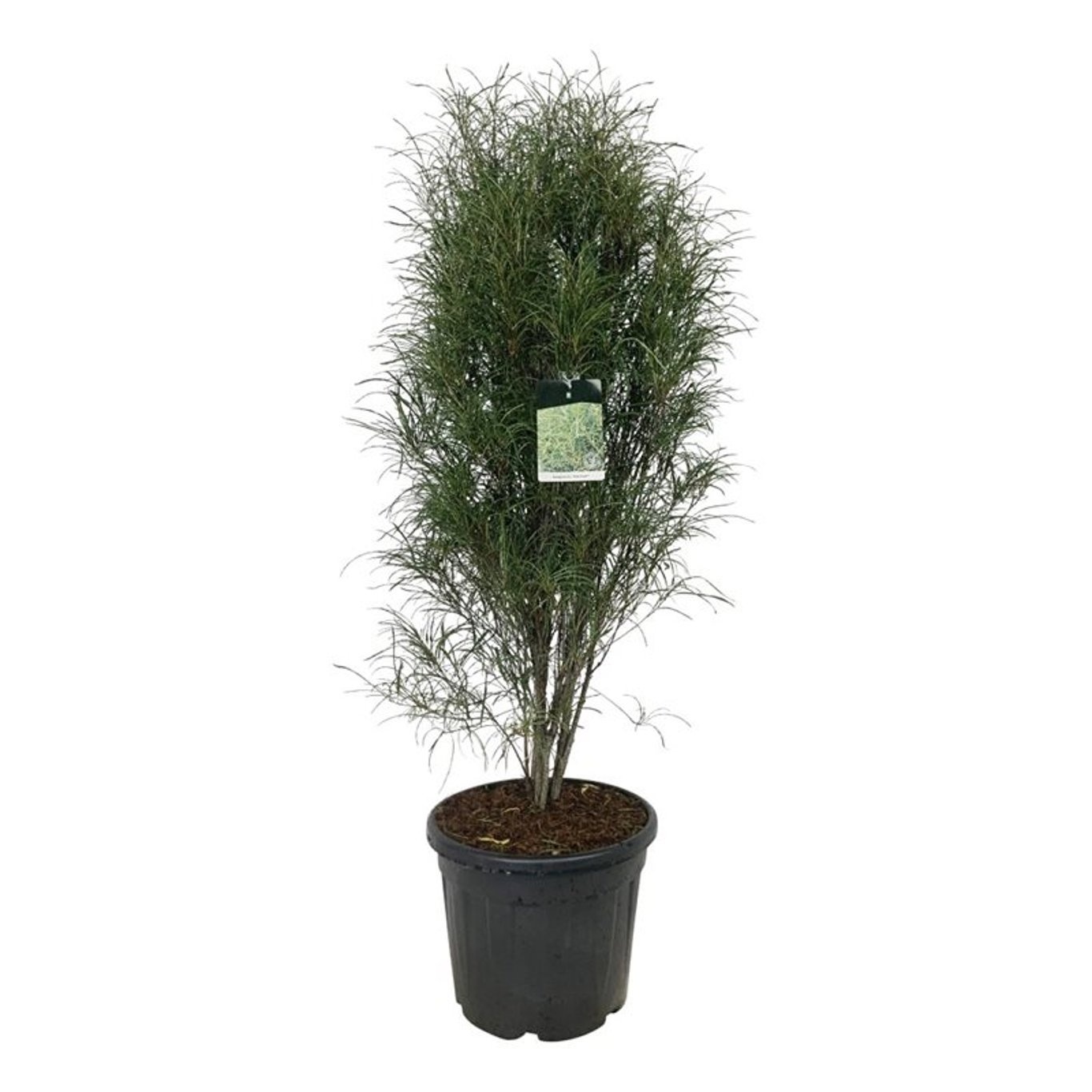 Frangula alnus Fine Line ®, D 40 cm