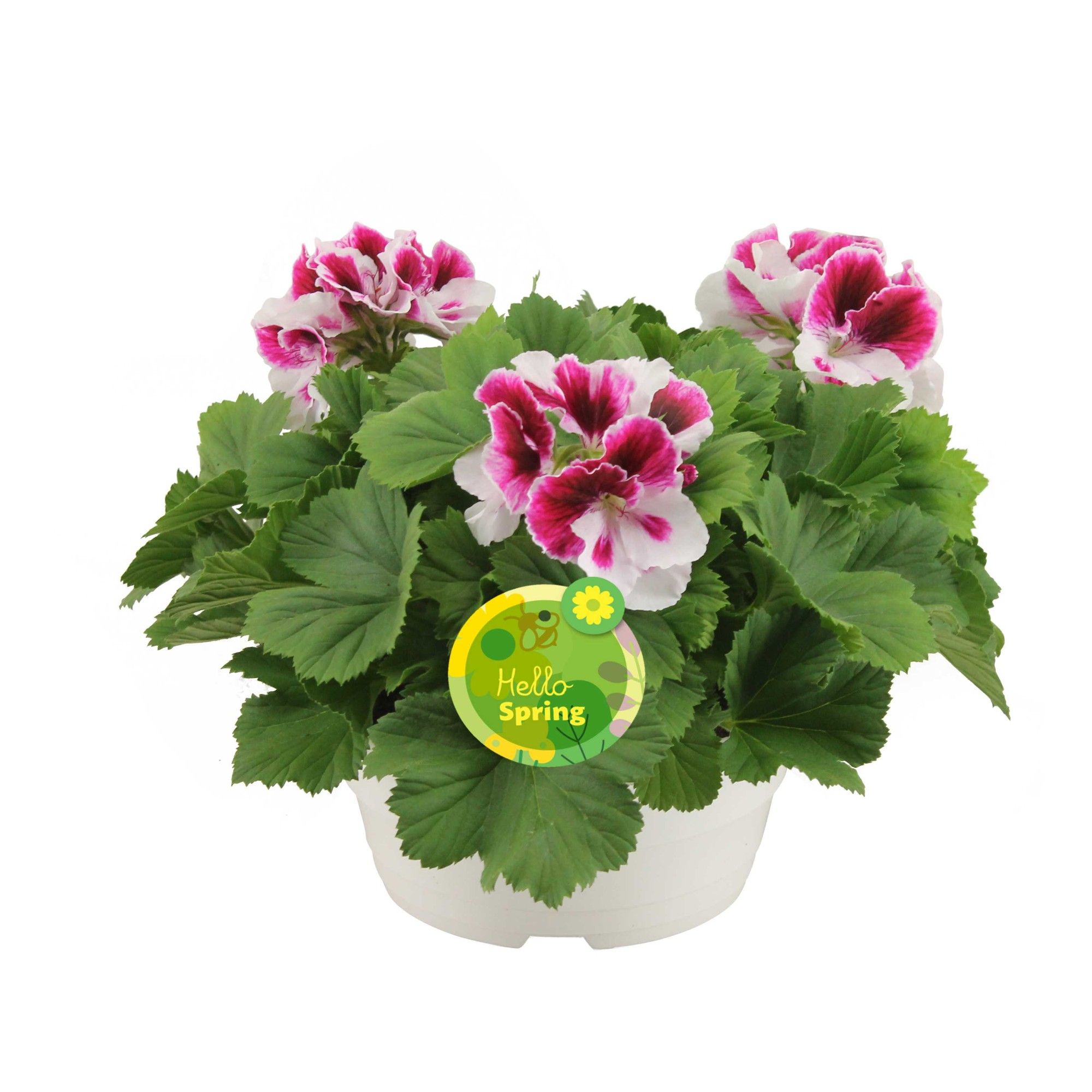 Hello Spring Pelargonium Grandiflorum Ton sur Ton in witte schaal (3pp), D 23