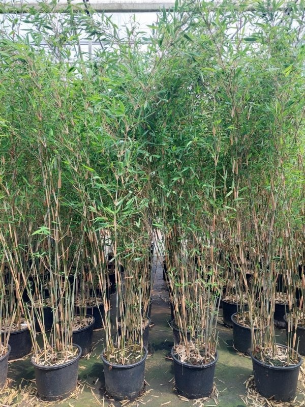 Fargesia 'Viking', D 35