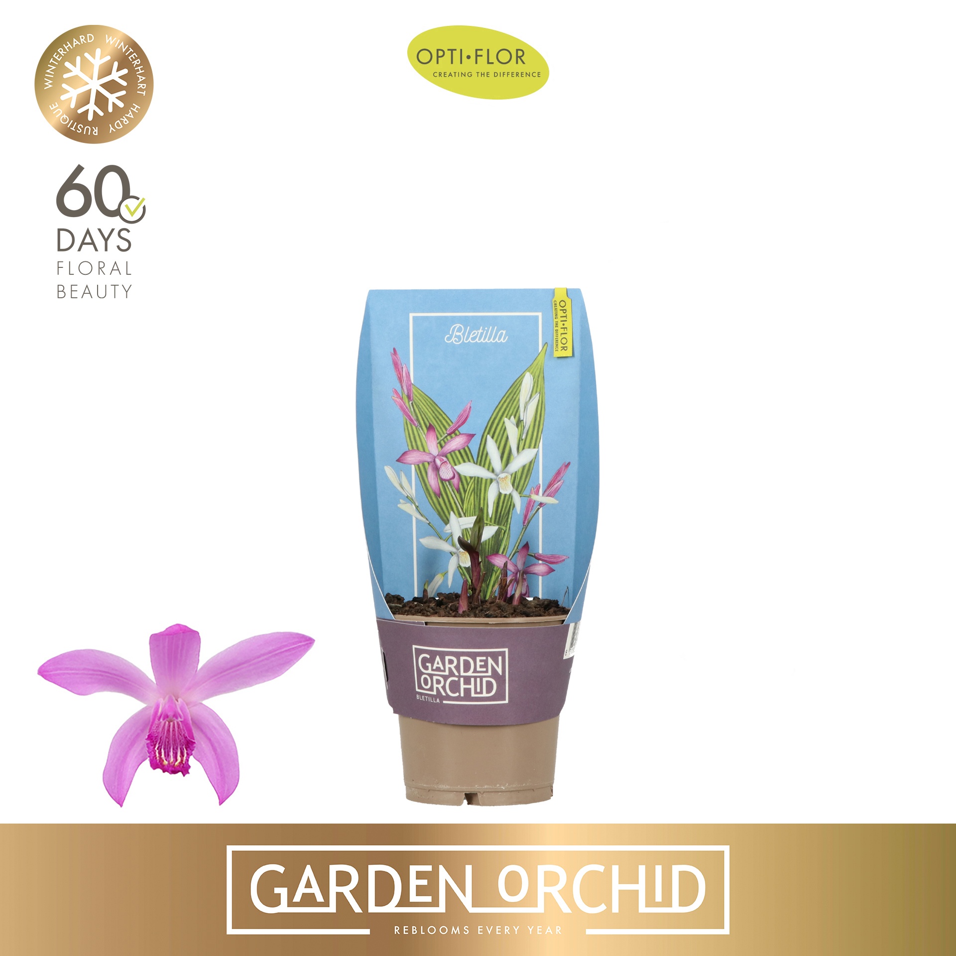 Garden Orchid Bletilla 3+ 10.5 cm., D 10,5