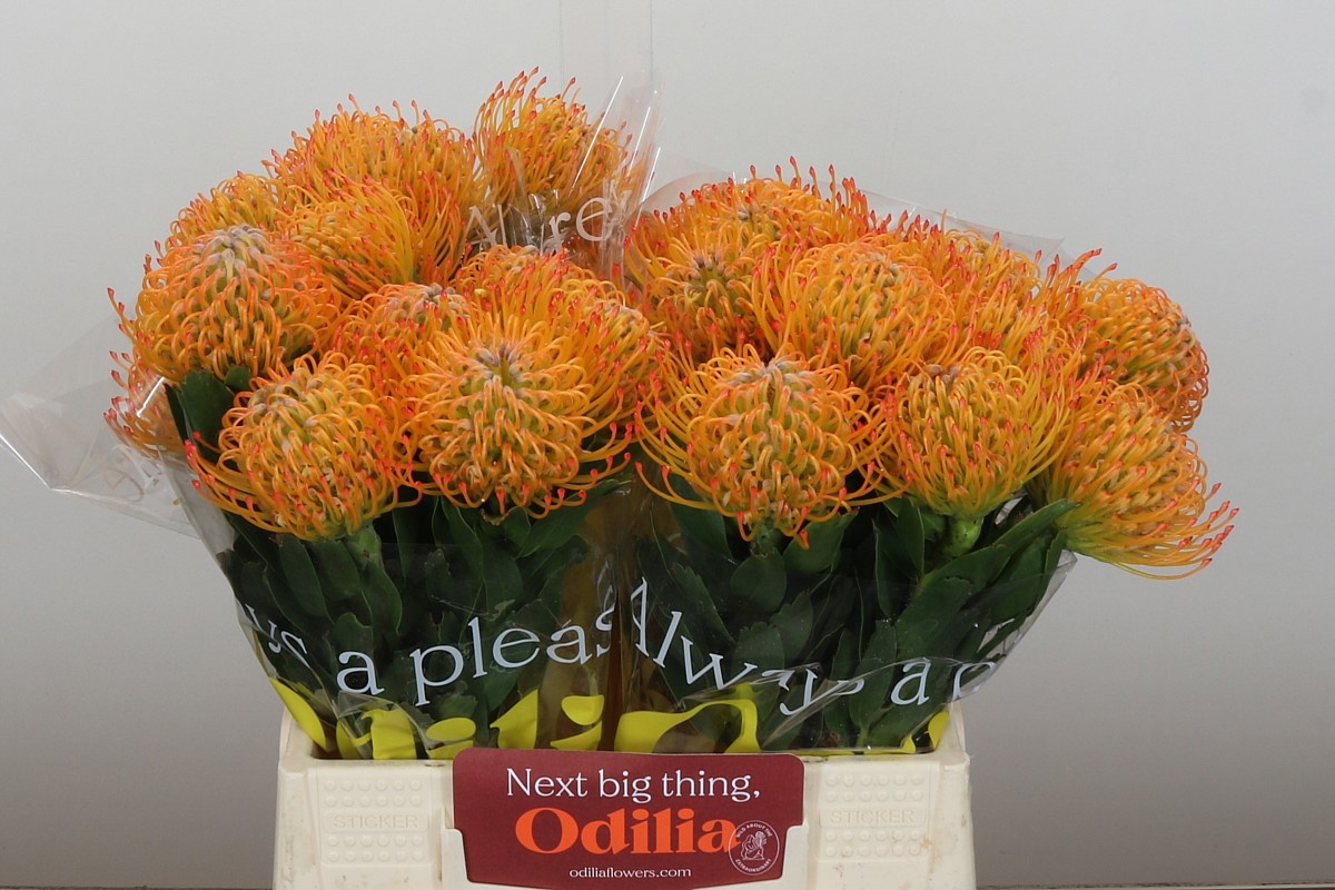 Нутанс Айоба Сан 40, шт.