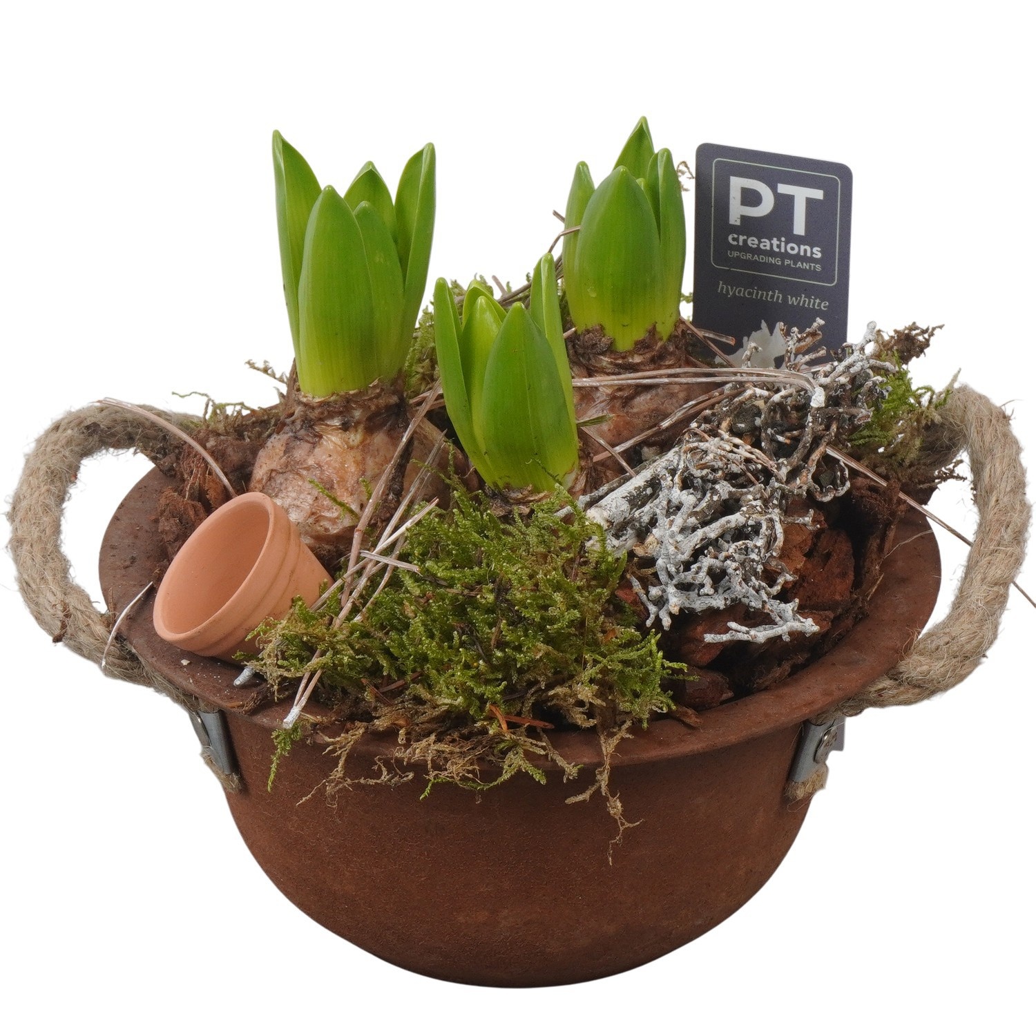 PTWH4021 Arrangement Winter Hyacint in metalen schaal, D 18