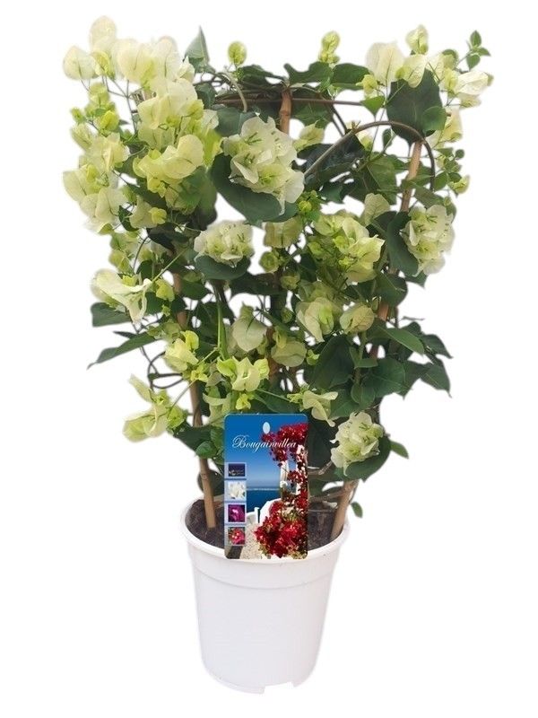 Bougainvillea 'Dania' WIT bamboo REK, D 17
