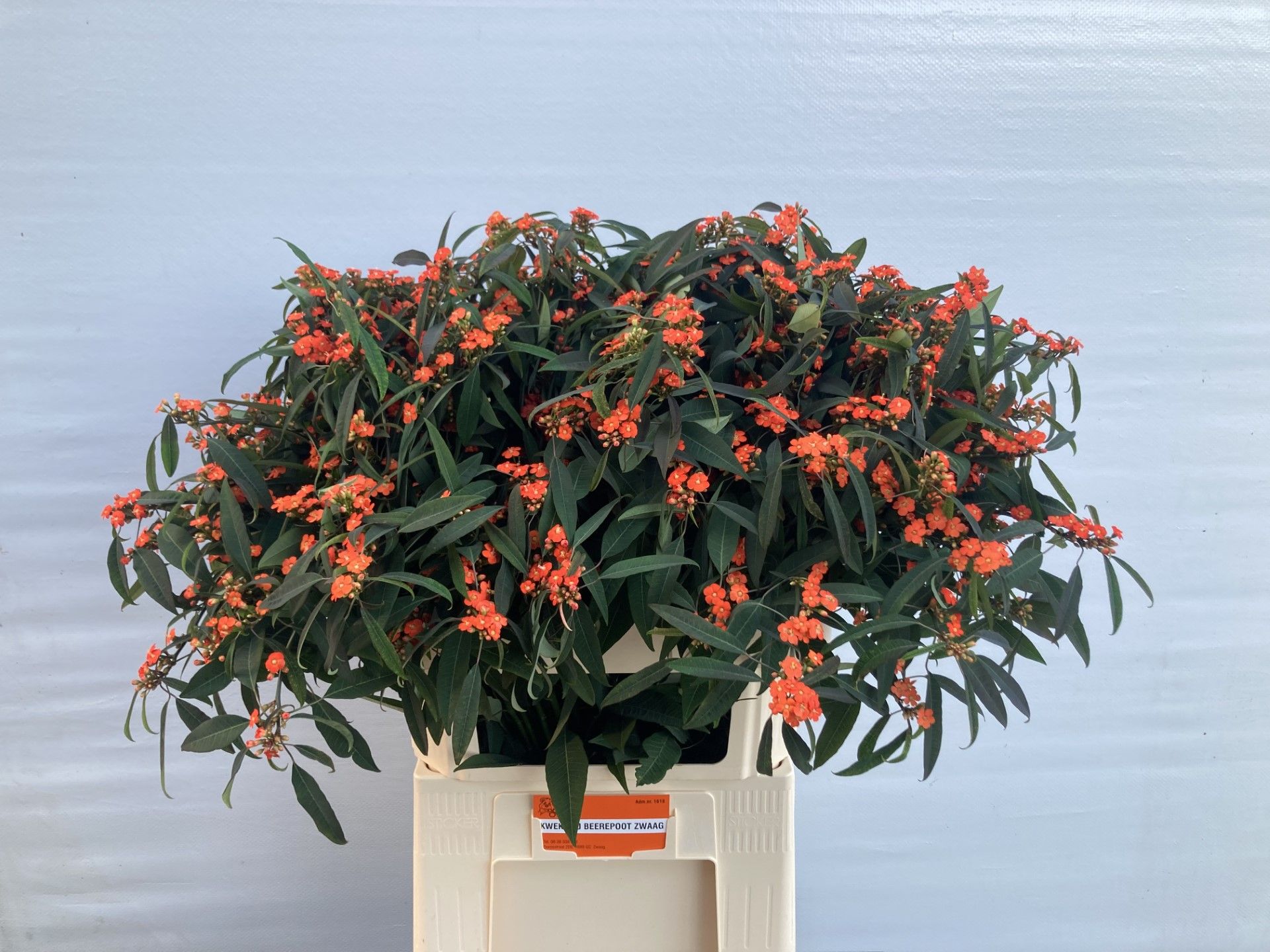 Эуфорбия куст. Квин Оф Оранж 80, шт.