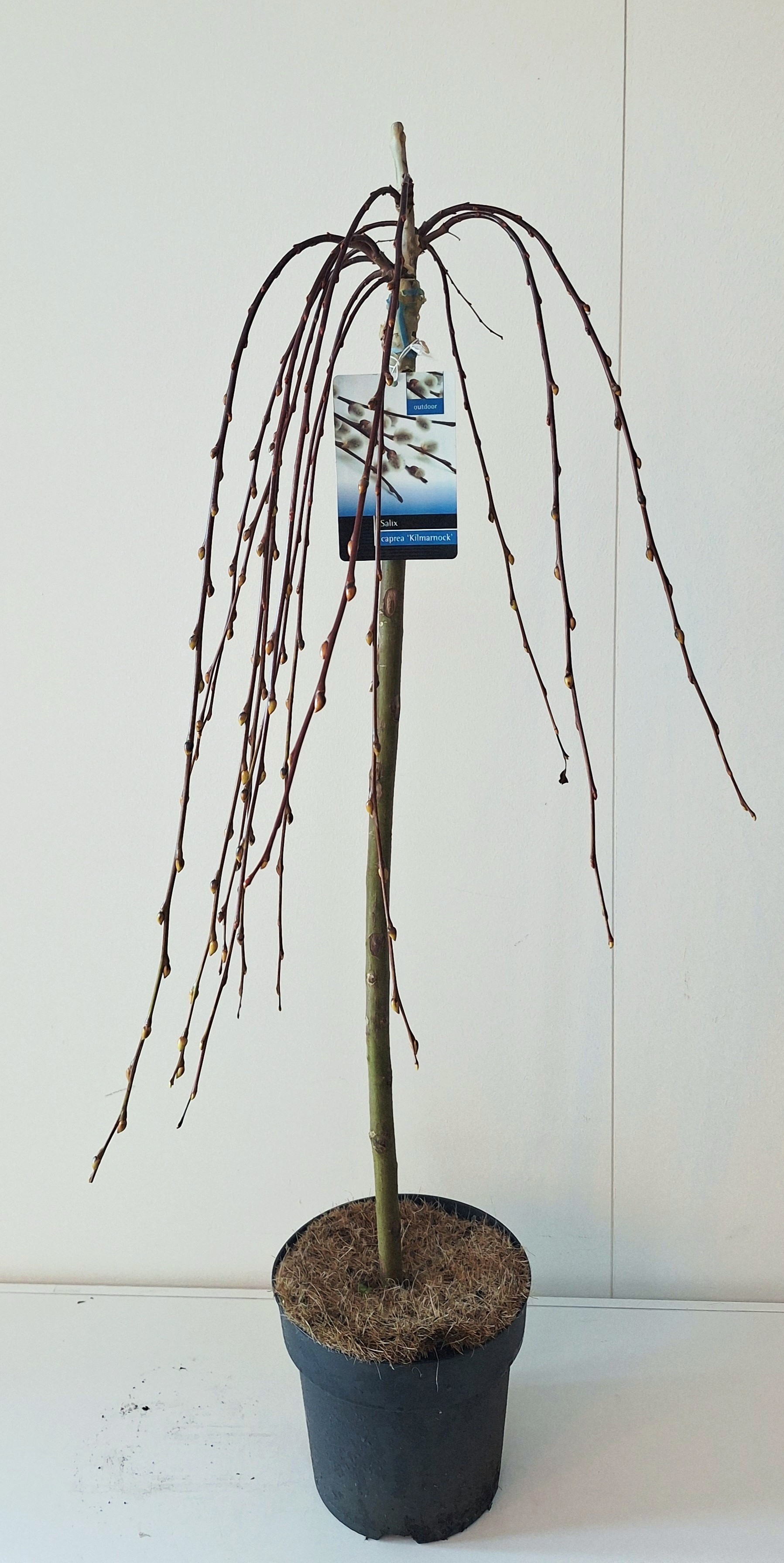 Salix Kilmarnock stam 80, D 21