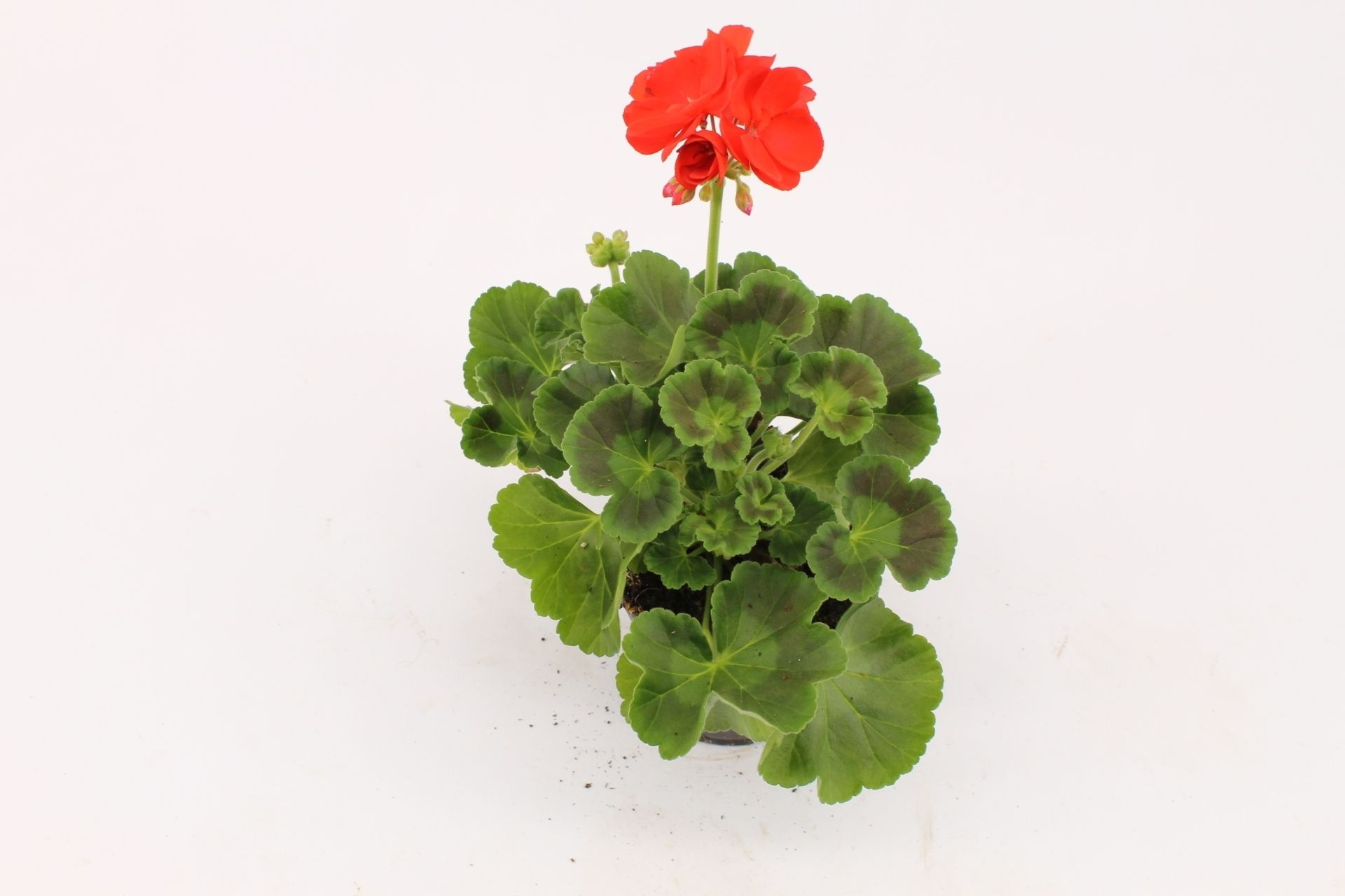 Pelargonium Zonale Fernando, D 10,5