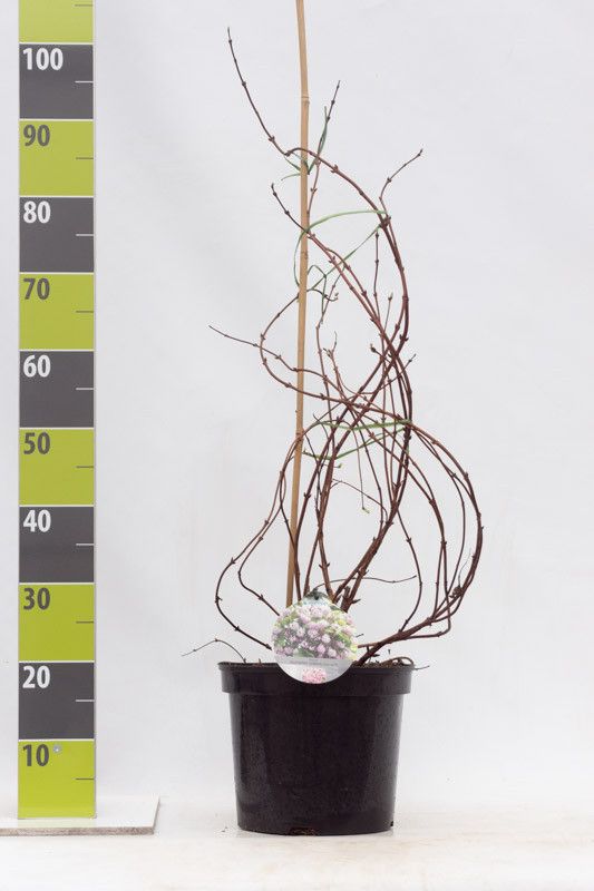 Deutzia 'Raspberry Sundae' C 7,5, D 27