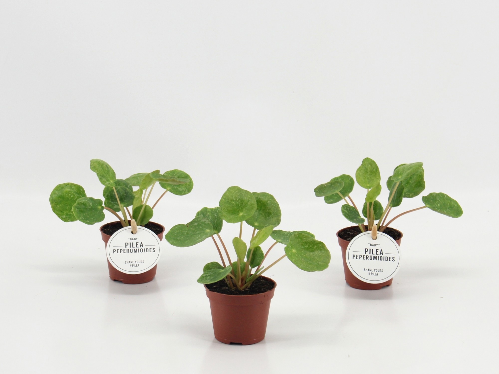 Pilea Sugar, D 6