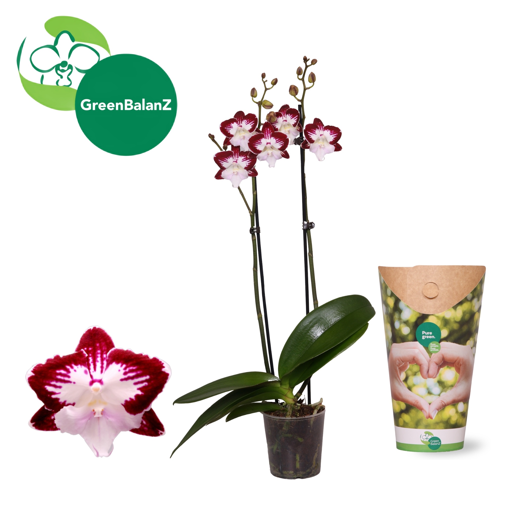 DesignZ - Tinkerbell's KizZ 2 tak in Potcover, D 12