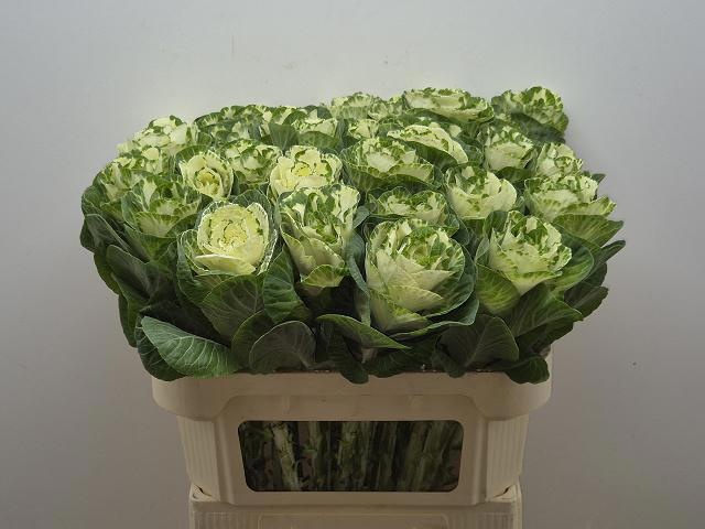 Брассика Вайт Крэйн 75, шт.