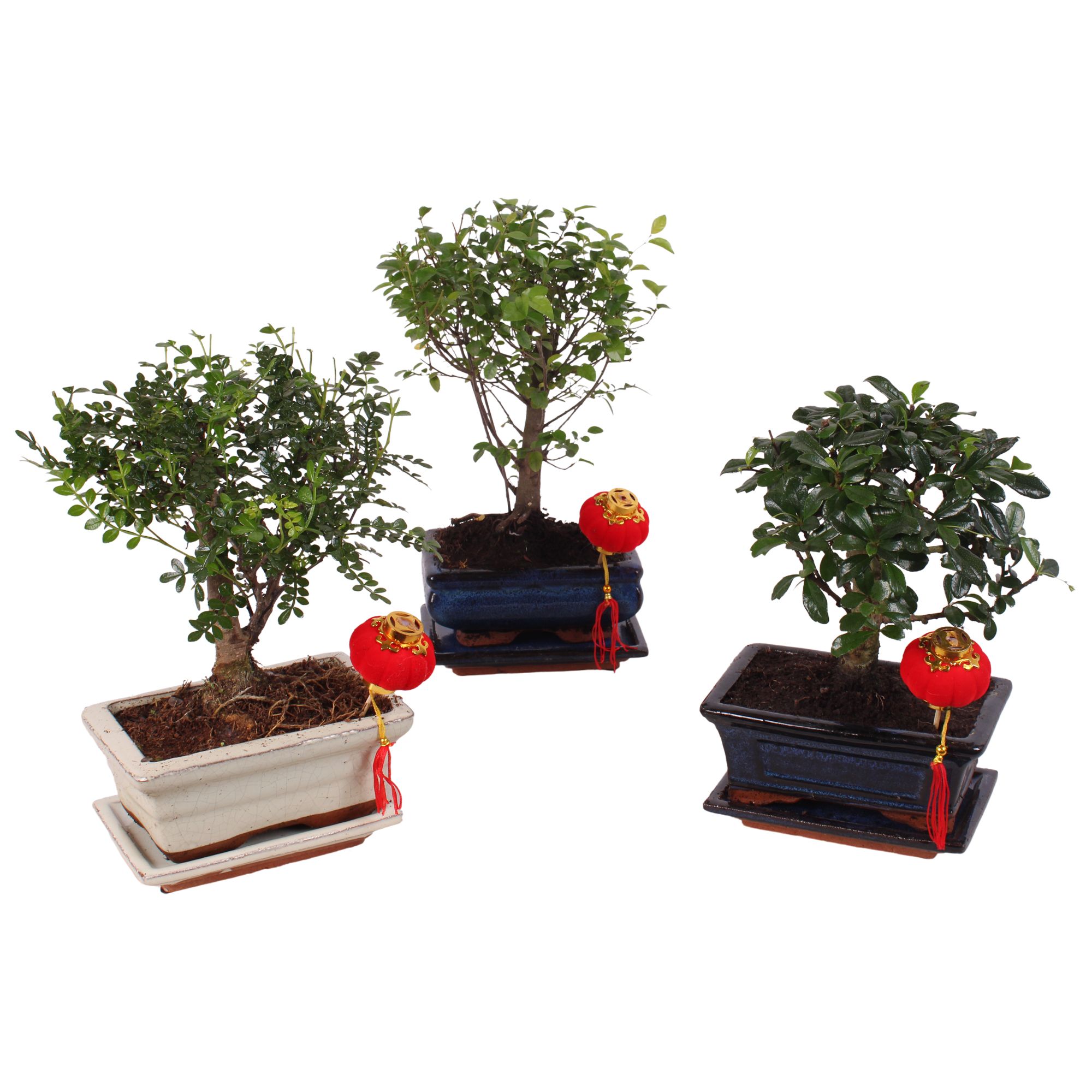 Bonsai Mixed in Ø15cm Ceramic with Saucer Ball Shape, D 15