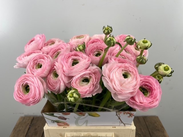 Ранункулус Овериг 40, шт.