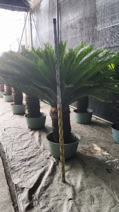 Саго цикас айрон три 60 180