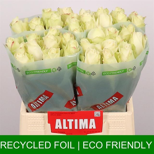 Роза од. Атена 40, шт. Роза од. Атена 40, шт.