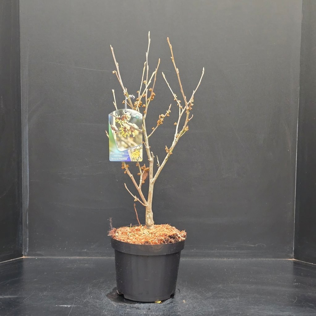 Hamamelis intermedia Arnold Promise, D 23