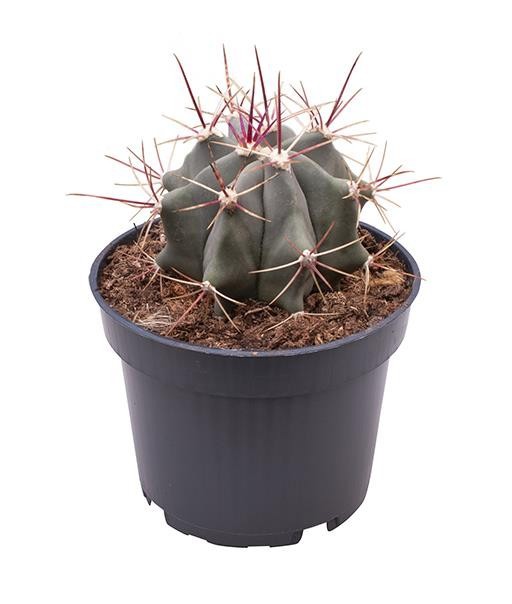 FEROCACTUS STAINESII, D 9 cm