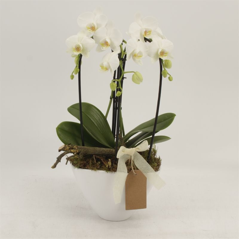 Phalaenopsis Elegant Cascade Schaal Veronica triboga wit arrangement jute strik steker, D 22