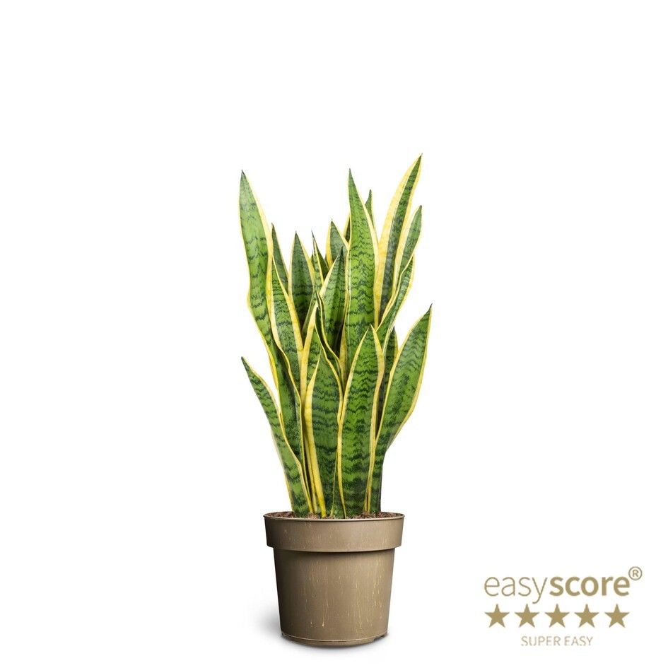 Sansevieria laurentii, D 24