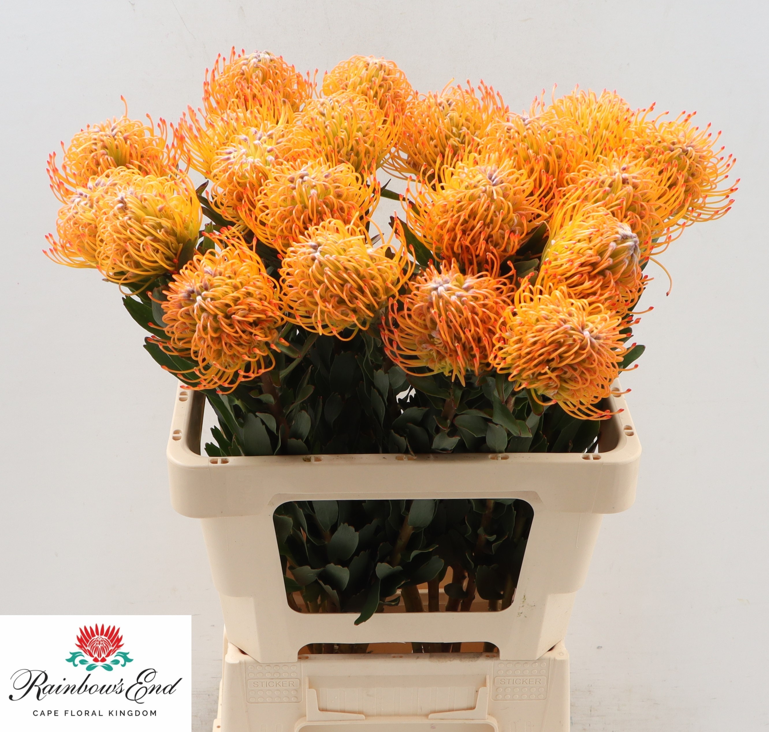 Нутанс Айоба Сан 60, шт.