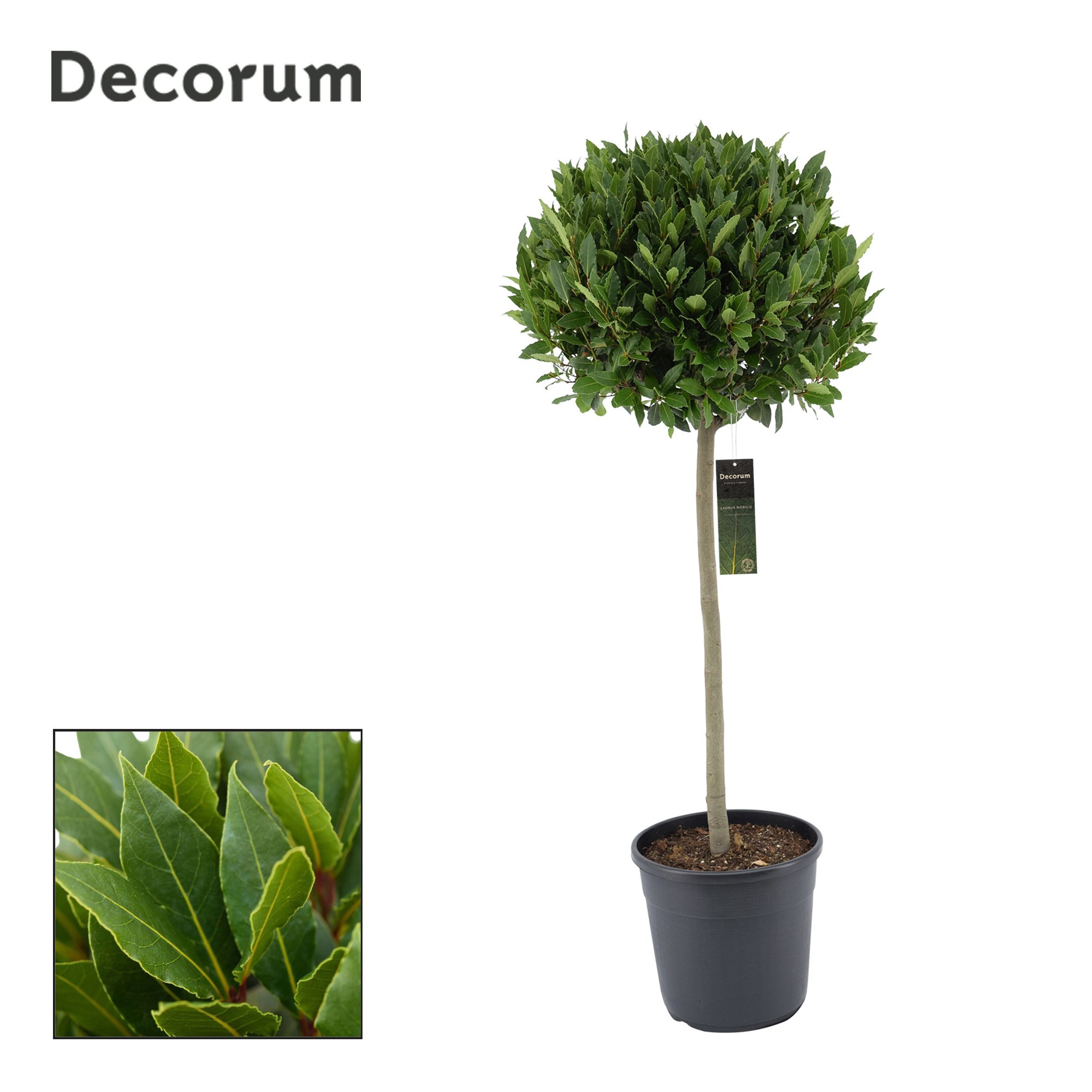Laurus nobilis Bol op stam, D 30 cm