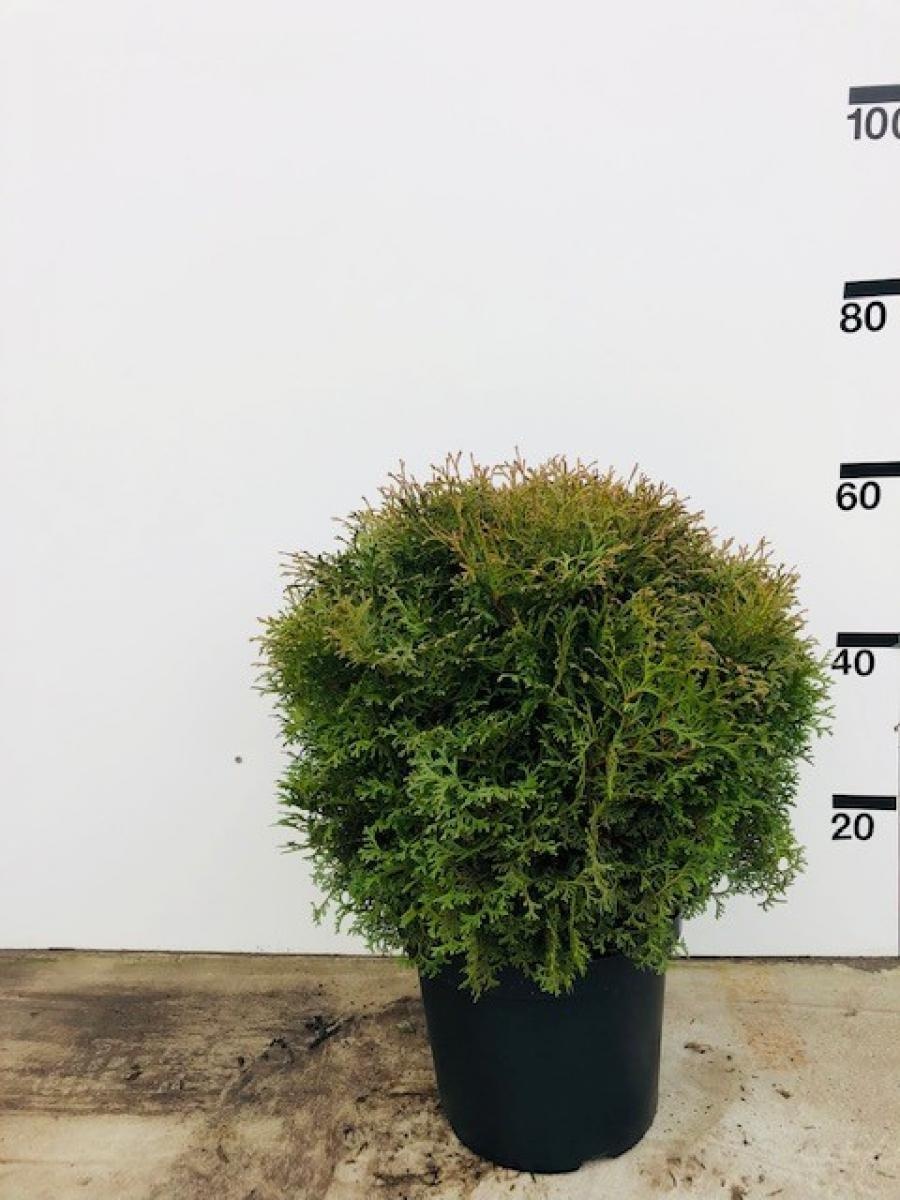 Thuja occ. 'Tiny Tim', D 29 cm Thuja occ. 'Tiny Tim', D 29 cm