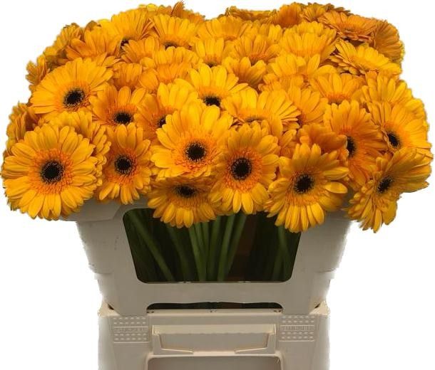 Гермини Бонди Бич, шт.