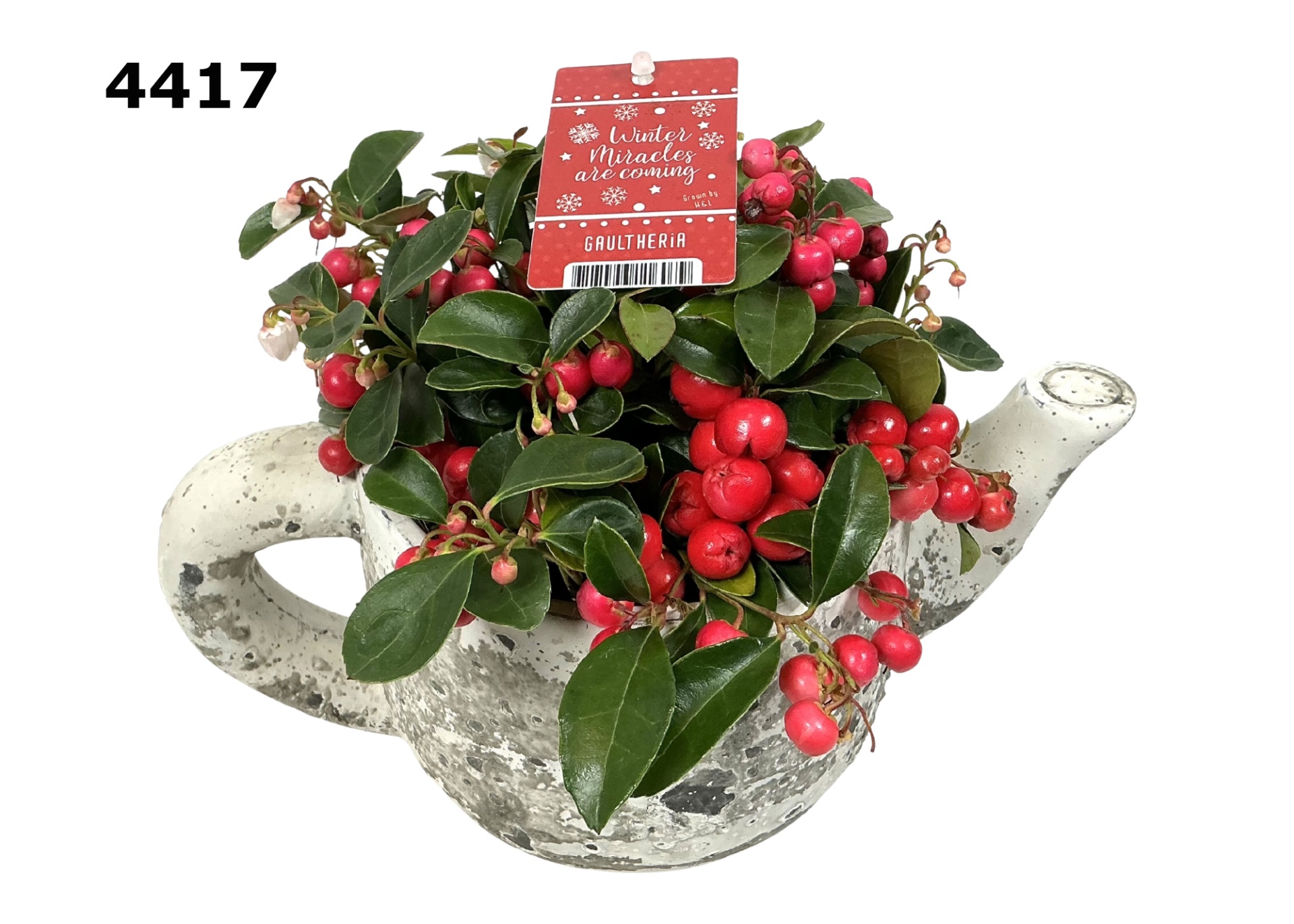 Theepot gaultheria XL, D 29 cm