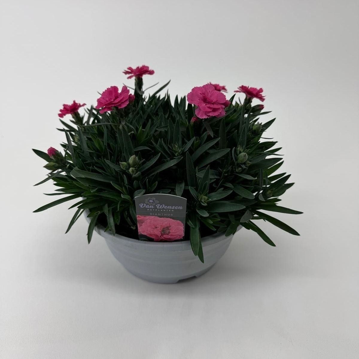 Dianthus 'Oscar'Neon Pink, D 21