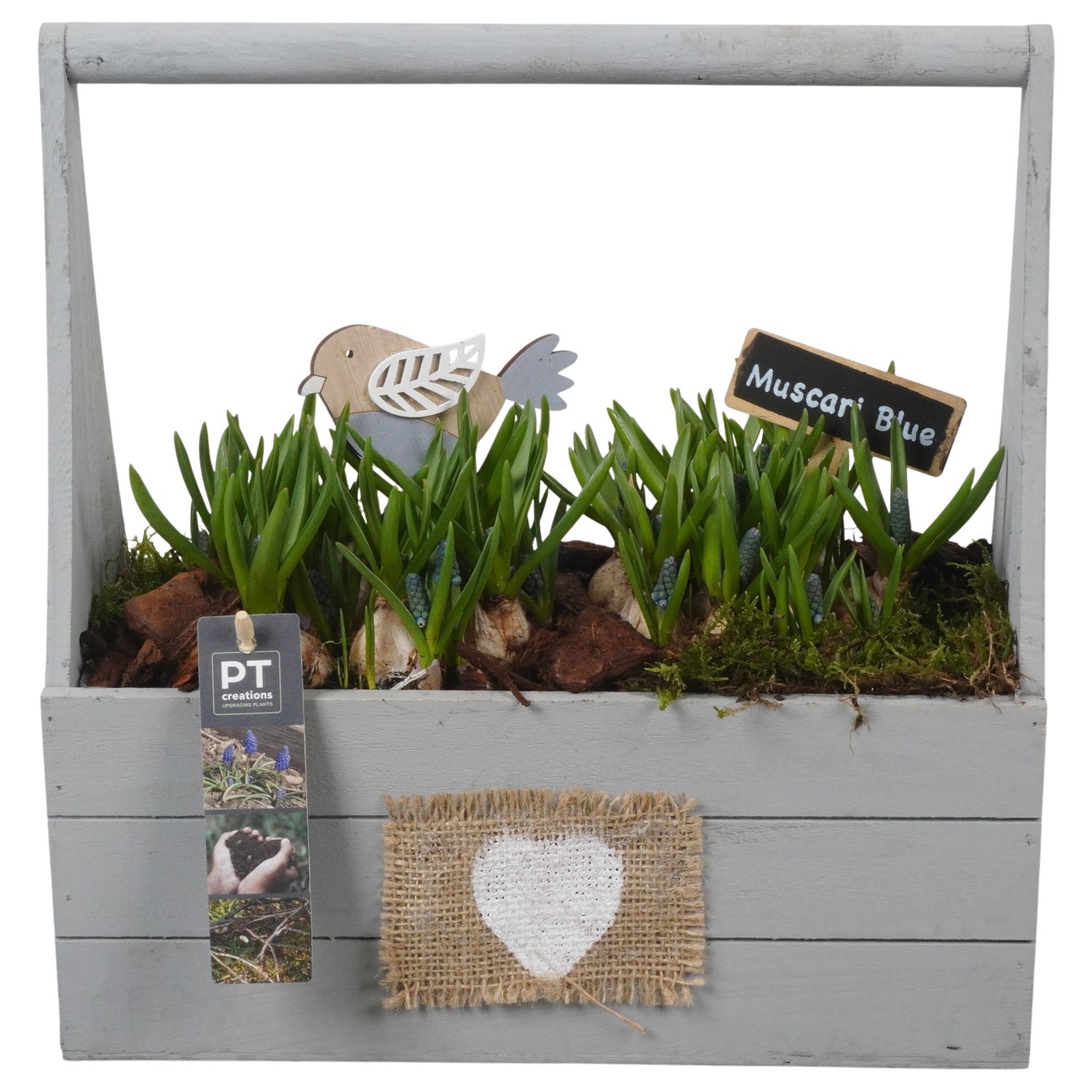 PTMB6293 Arrangement Muscari Blue in hout bak met hengsel, D 30