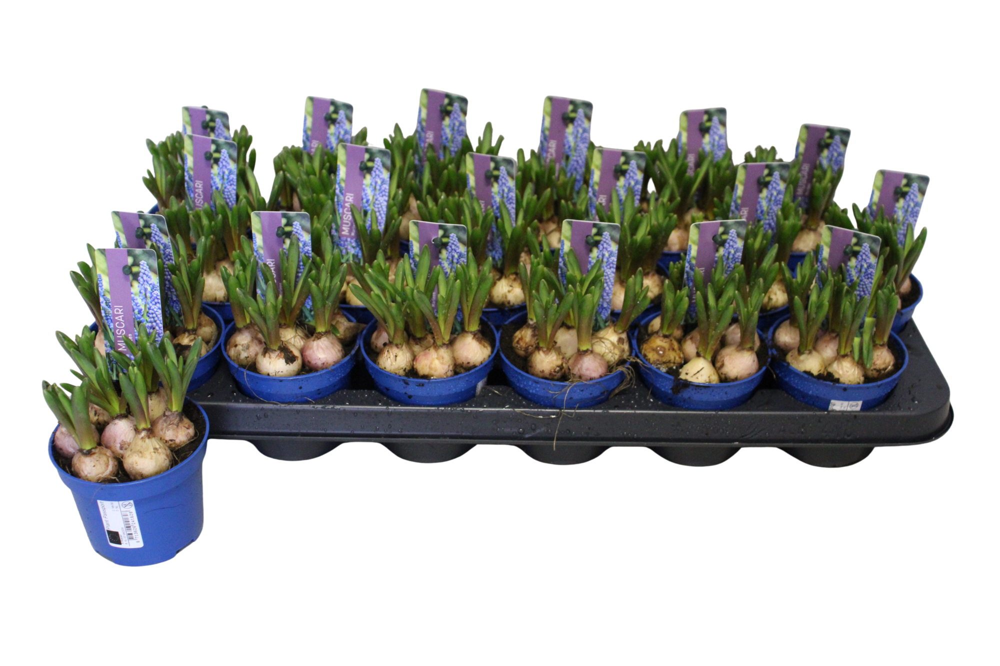 Muscari Marleen P9, D 9