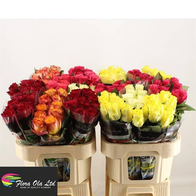 Роза од. Микс в баке 70, шт.