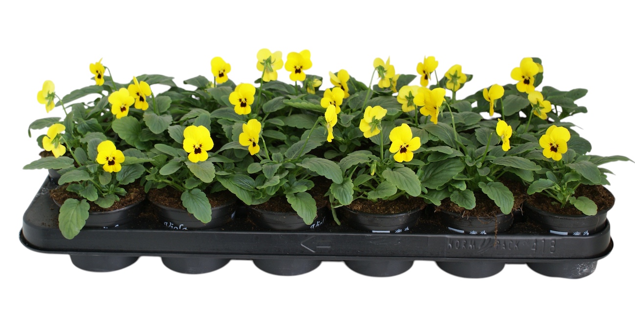 Viool corr geel p9, D 9 cm Viool corr geel p9, D 9 cm