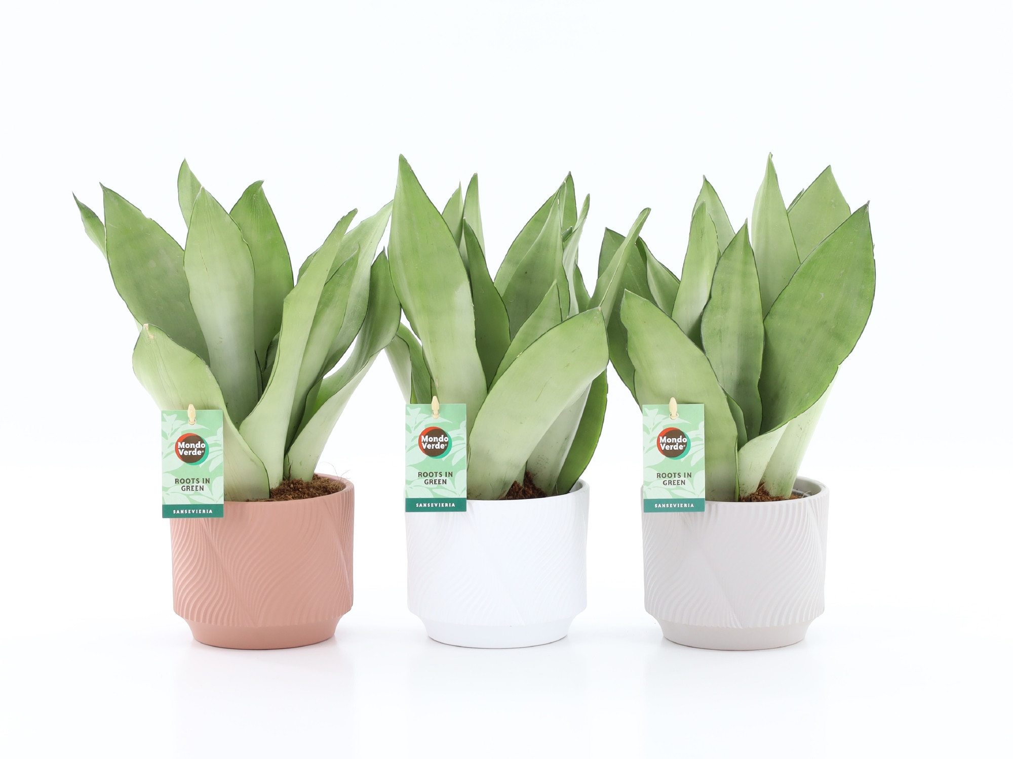 Sansevieria Moonshine in Rodena keramiek, D 13