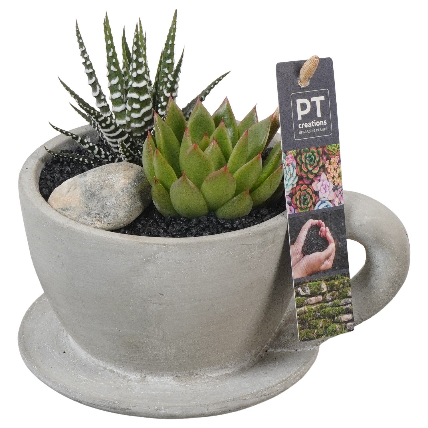 PTSU8429 Arrangement Succulenten in beton pot in kopjesvorm, D 14