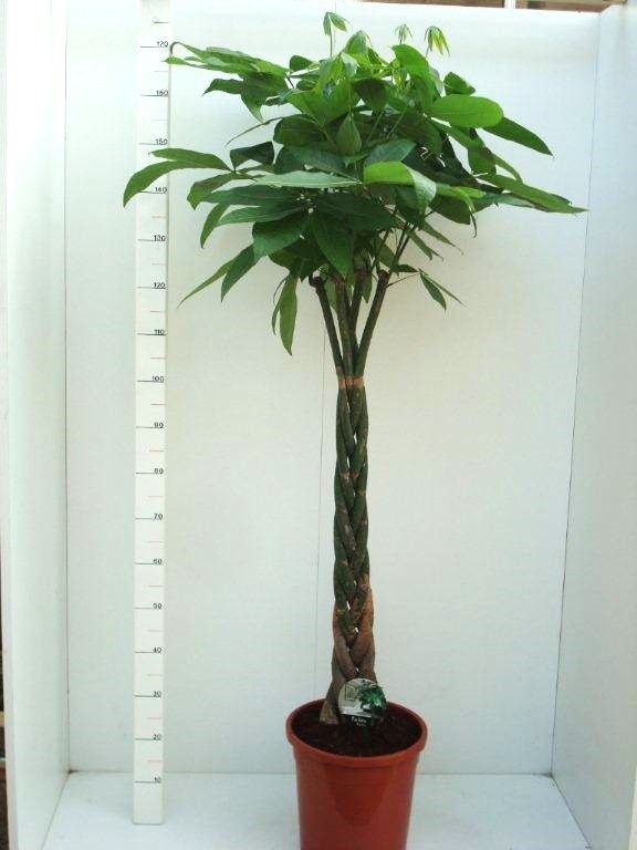 Pachira Aquatica 31 cm, D 31