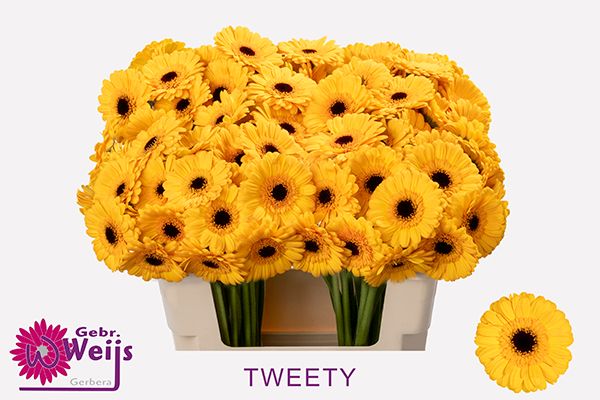 Гермини Твити, шт.