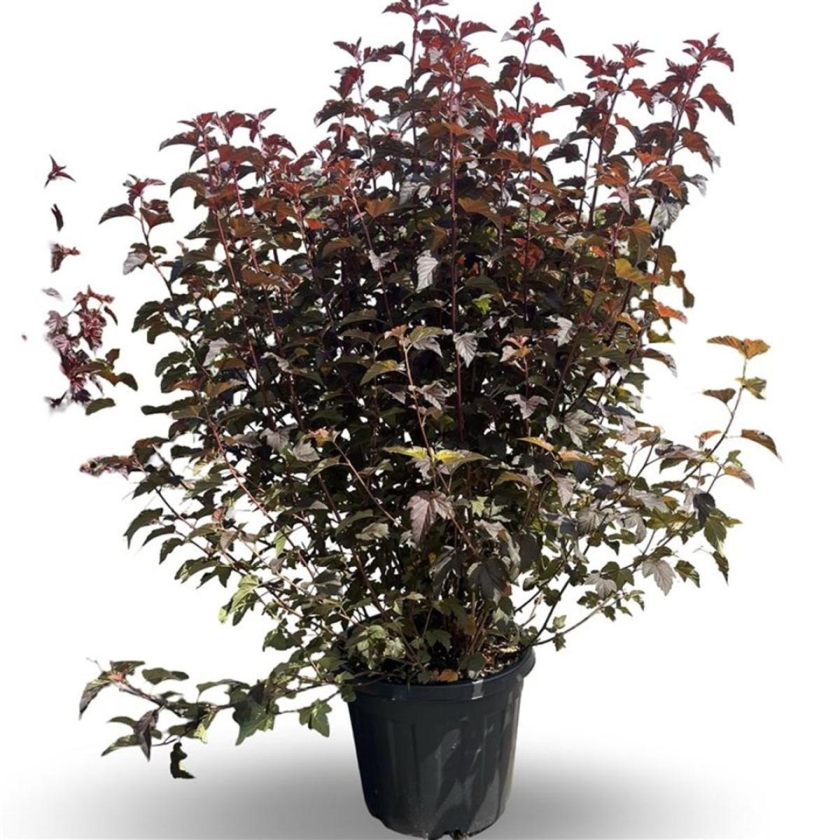 Physocarpus opulif. Lady in Red, D 50