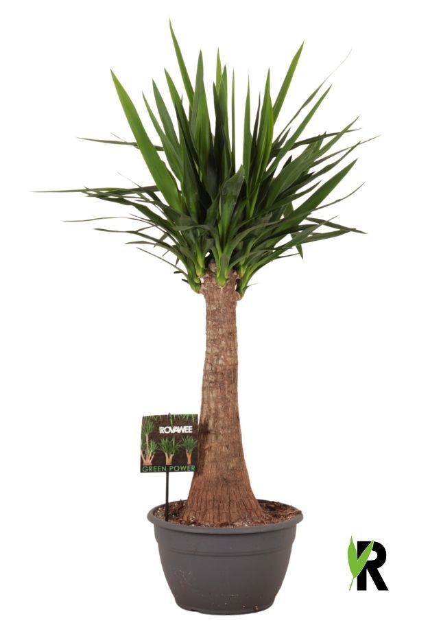 Yucca elephantipes rechte stam, D 30