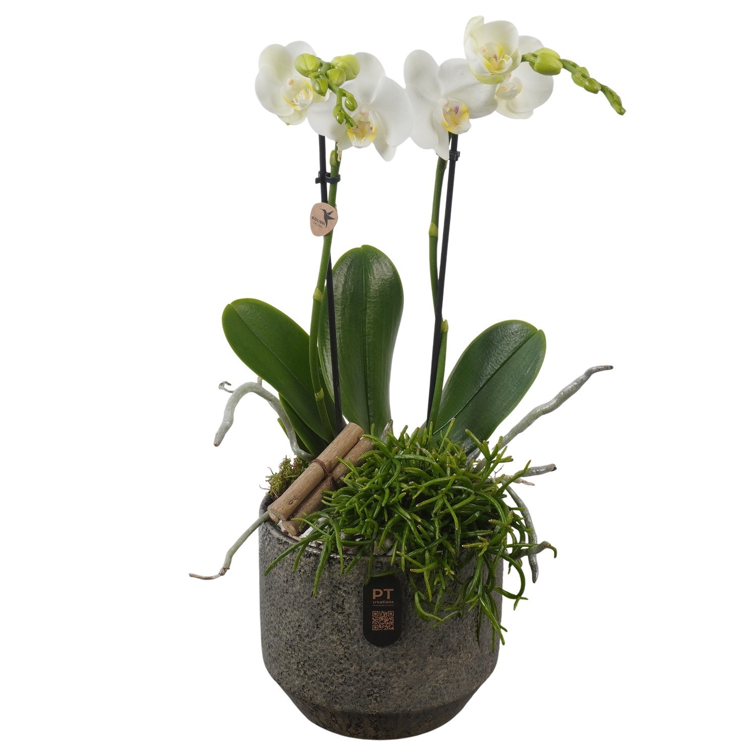 PTIB5348 Arrangement Indoor in keramiek pot, D 16