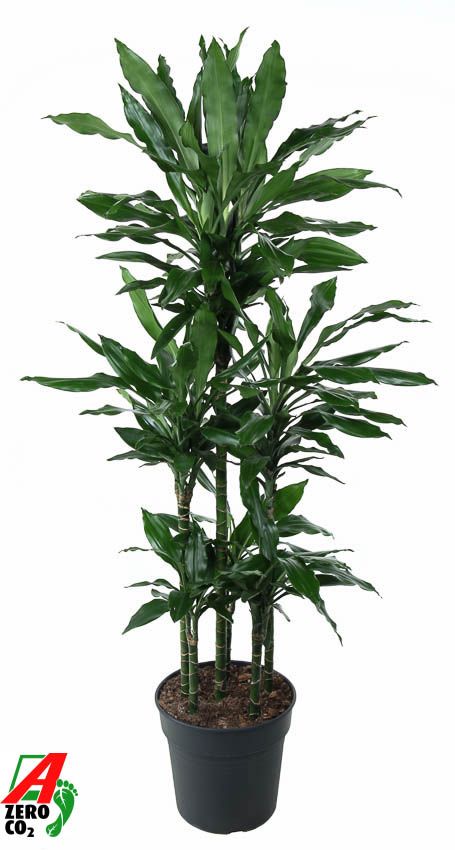 Dracaena Janet Lind 90-carrousel, D 31 cm Dracaena Janet Lind 90-carrousel, D 31 cm