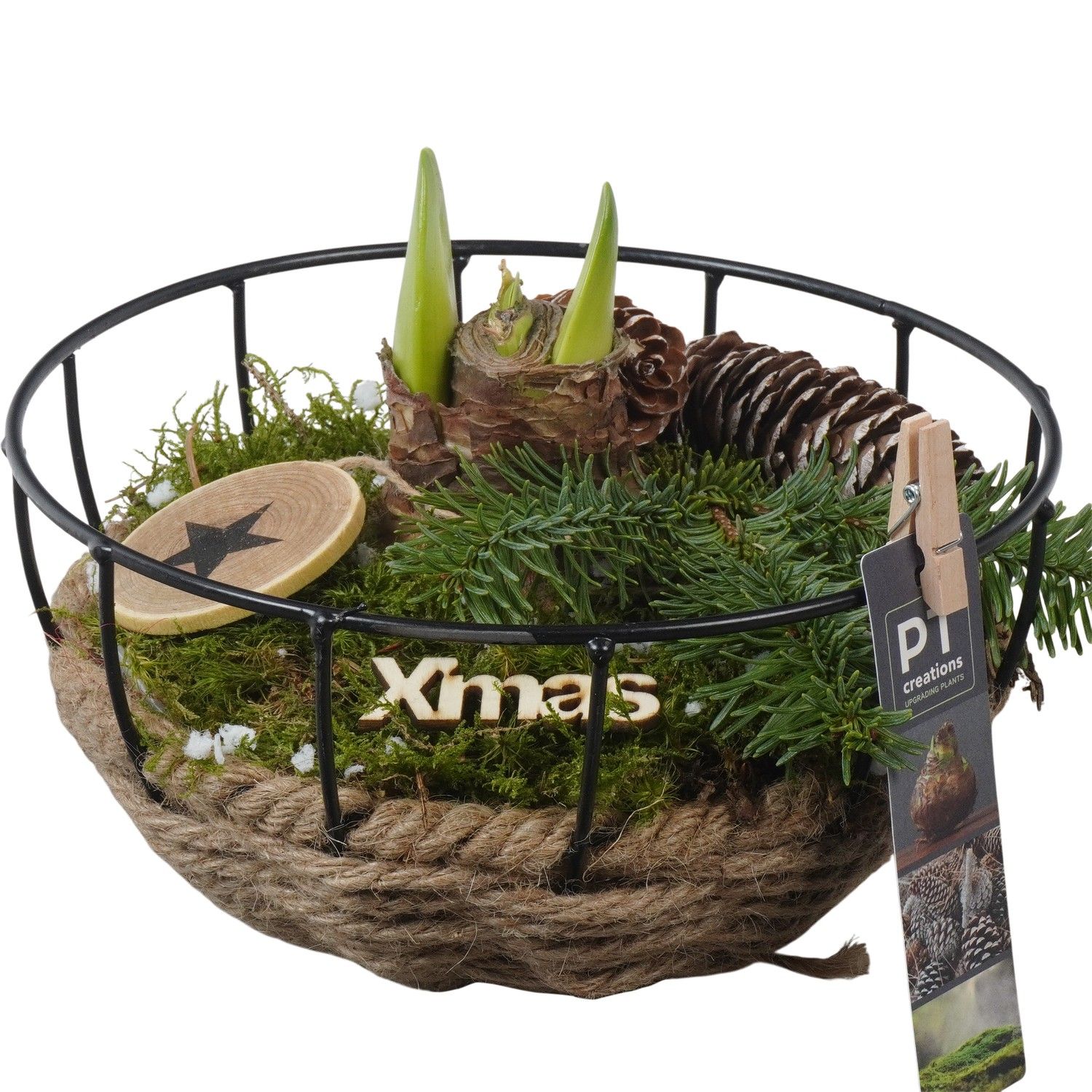 PTACH5904 Arrangement Amaryllis Christmas in touw mand met metaal, D 20 cm