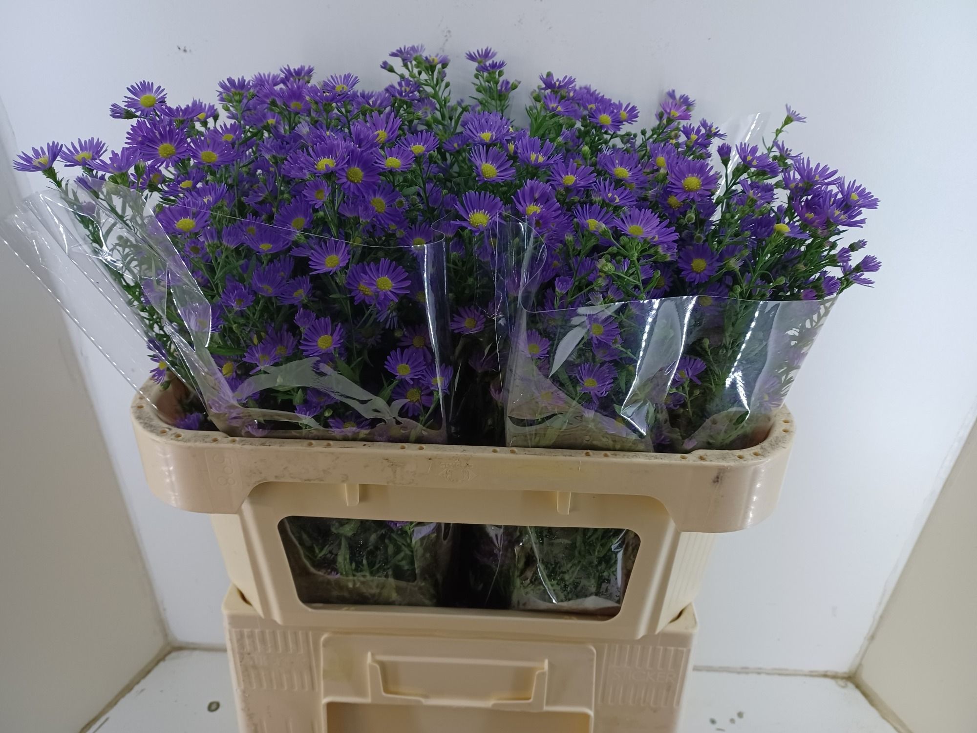 Астер Лаура 70, шт.