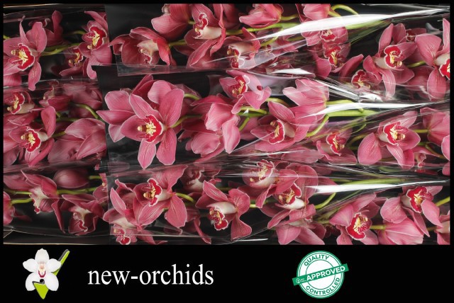 Цимбидиум Тринити x9 60, шт.