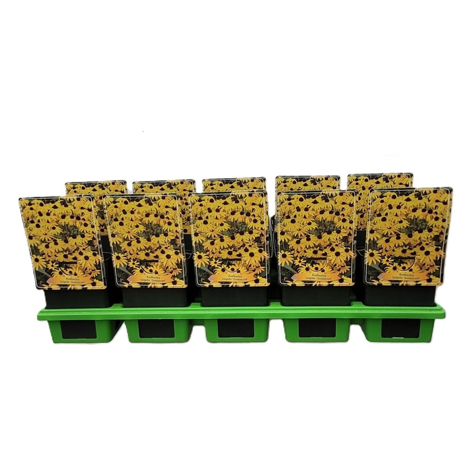 Rudbeckia fulgida ‘Goldstrum’ P11, D 11 cm