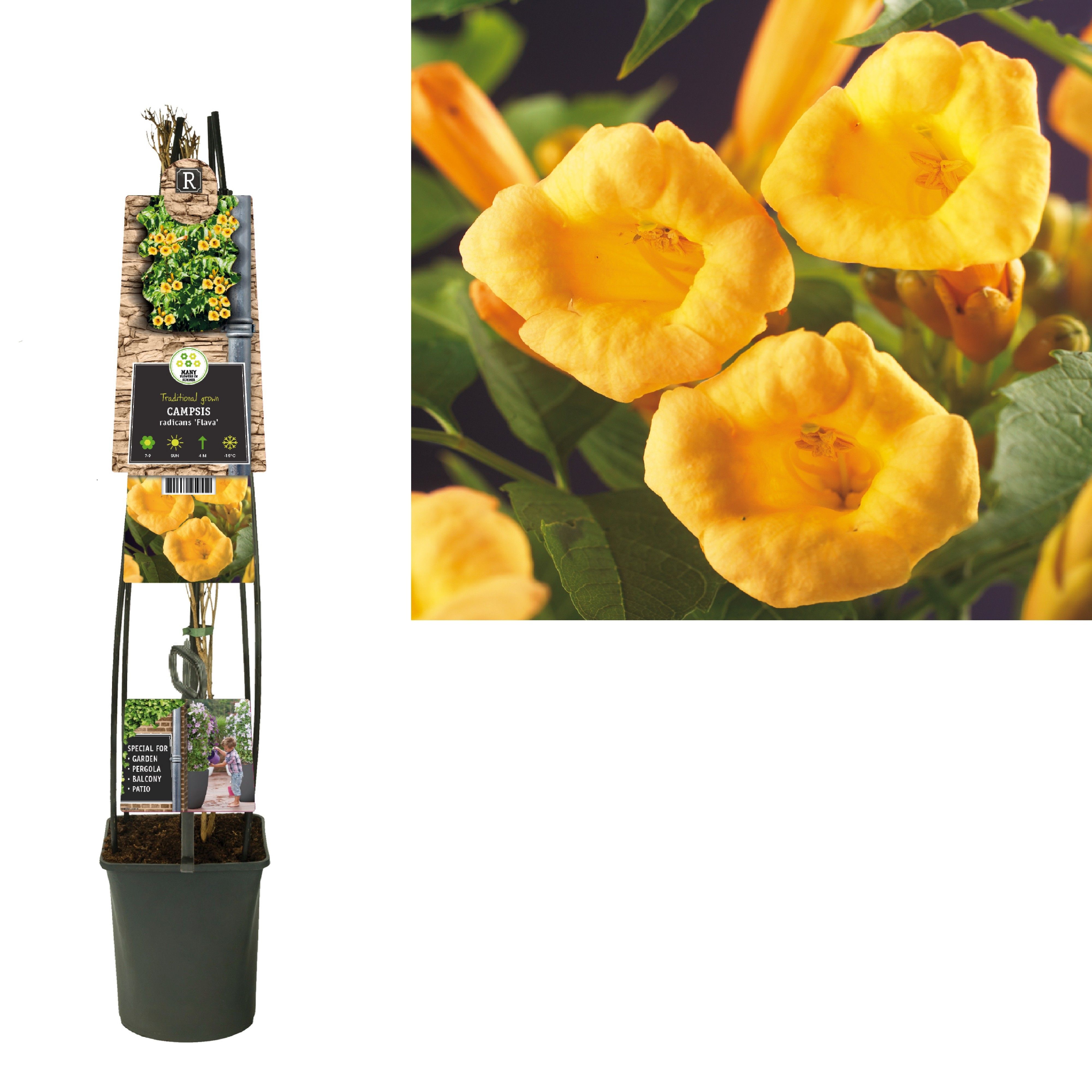 Campsis t. radicans 'Flava' +3.0 label, D 23 cm